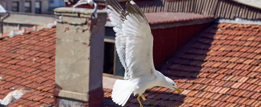 Residential Chimney Animal Removal Solution in Bend, OR